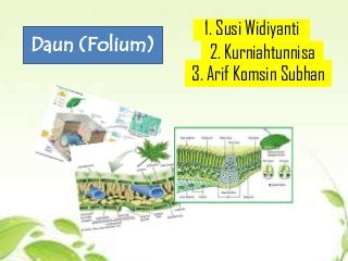 Detail Gambar Anatomi Daun Dikotil Dan Monokotil Nomer 23