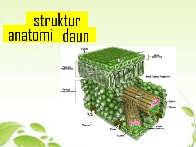 Detail Gambar Anatomi Daun Dikotil Dan Monokotil Nomer 27