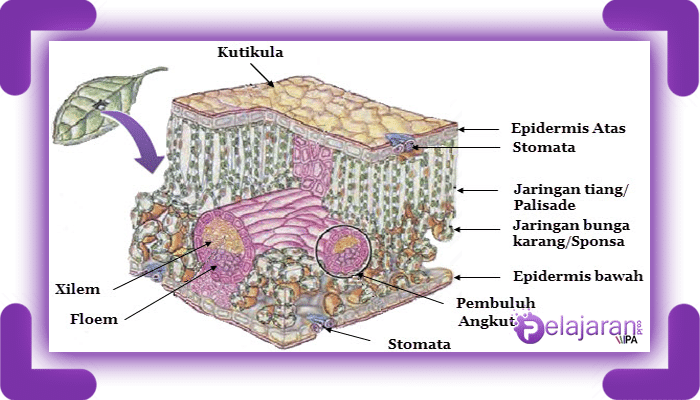 Detail Gambar Anatomi Daun Dikotil Dan Monokotil Nomer 28