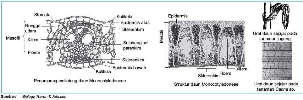 Detail Gambar Anatomi Daun Dikotil Dan Monokotil Nomer 34