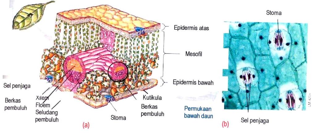 Detail Gambar Anatomi Daun Dikotil Dan Monokotil Nomer 51