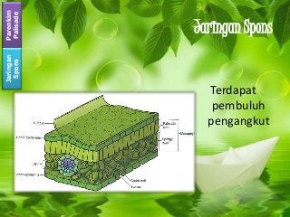 Detail Gambar Anatomi Daun Dikotil Dan Monokotil Nomer 56