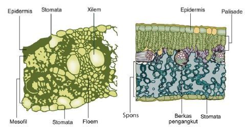 Detail Gambar Anatomi Daun Dikotil Dan Monokotil Nomer 8