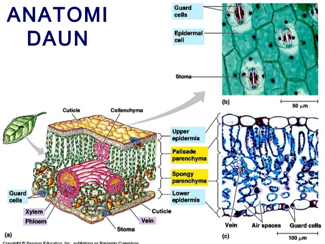 Detail Gambar Anatomi Daun Dikotil Dan Monokotil Nomer 10