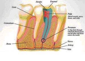 Detail Gambar Anatomi Gigi Nomer 12