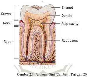 Detail Gambar Anatomi Gigi Nomer 13