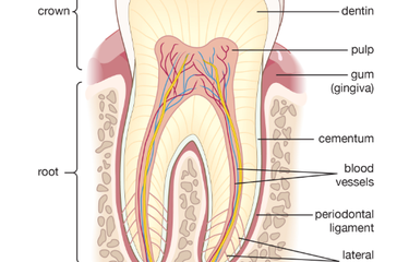 Detail Gambar Anatomi Gigi Nomer 3