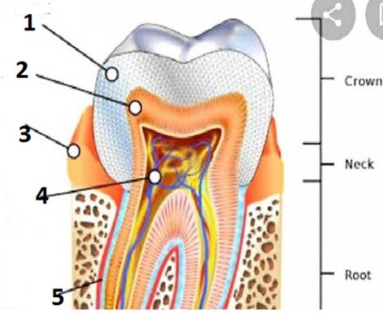 Detail Gambar Anatomi Gigi Nomer 45