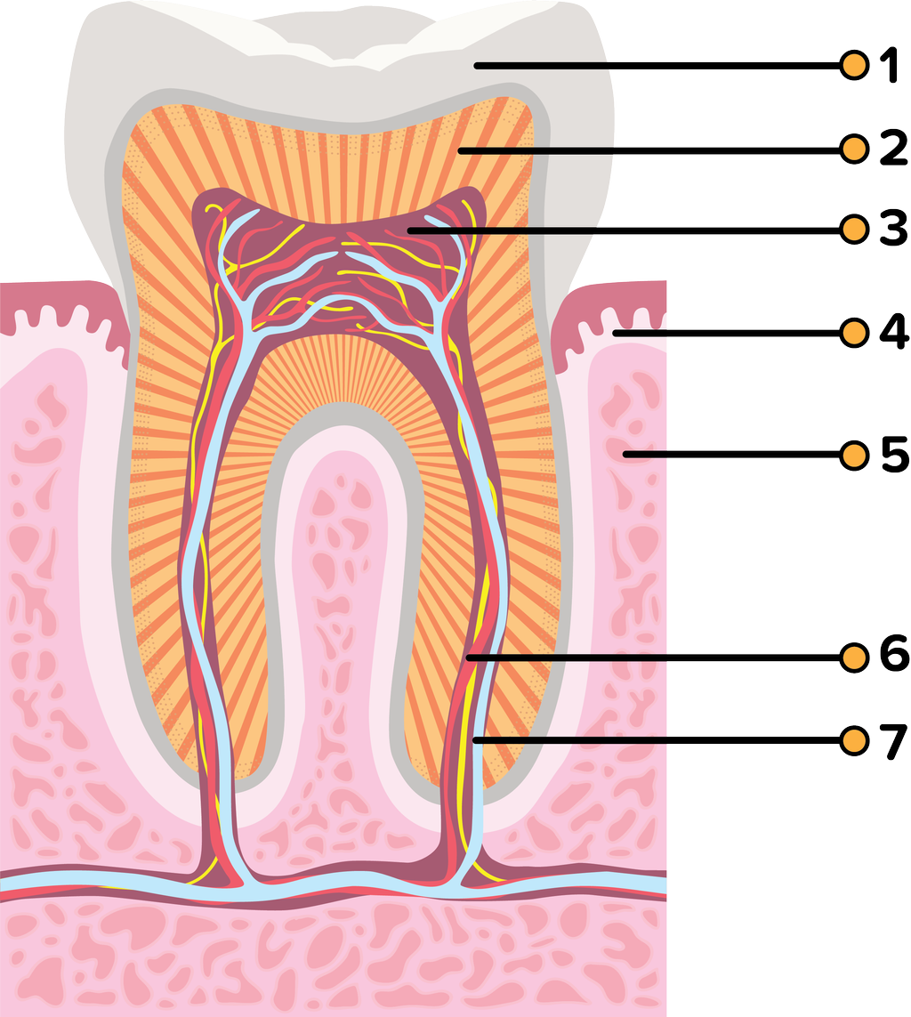 Detail Gambar Anatomi Gigi Nomer 10