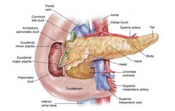 Detail Gambar Anatomi Hati Penyakit Pada Hati Nomer 22