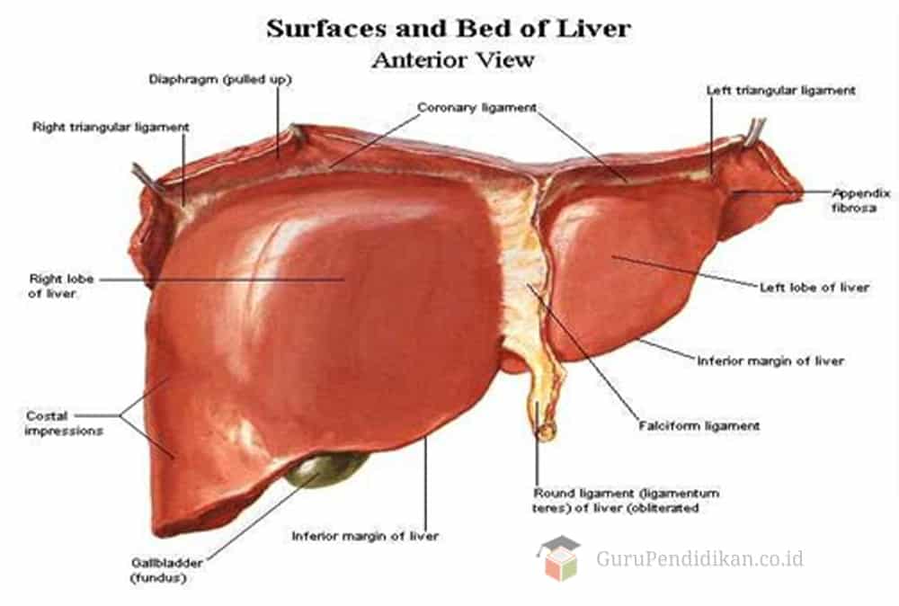 Detail Gambar Anatomi Hati Penyakit Pada Hati Nomer 6