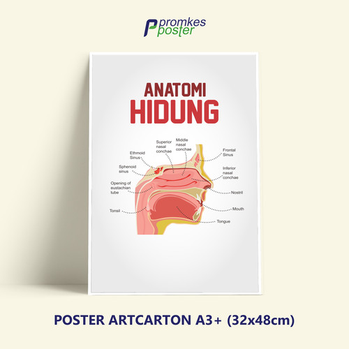 detail-gambar-anatomi-hidung-koleksi-nomer-6