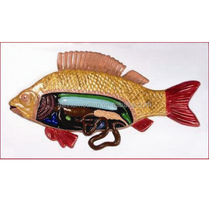 detail-gambar-anatomi-ikan-koleksi-nomer-45