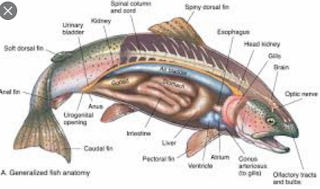 Detail Gambar Anatomi Ikan Bandeng Nomer 2