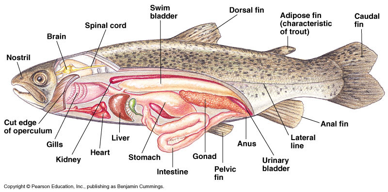 Detail Gambar Anatomi Ikan Bandeng Nomer 9