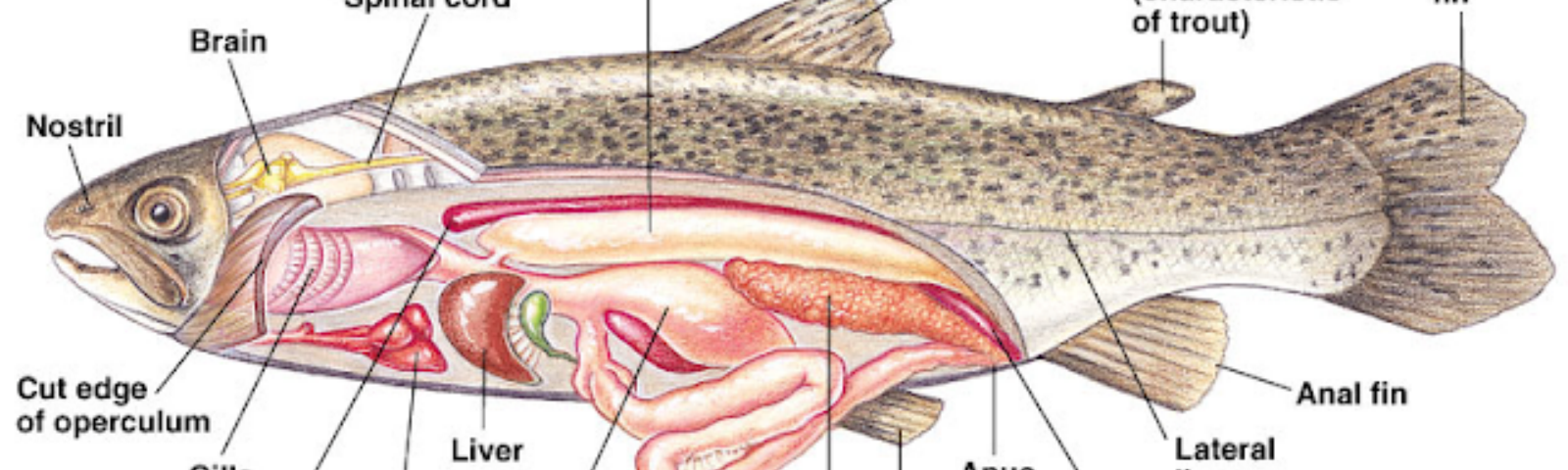 Detail Gambar Anatomi Ikan Bandeng Nomer 15