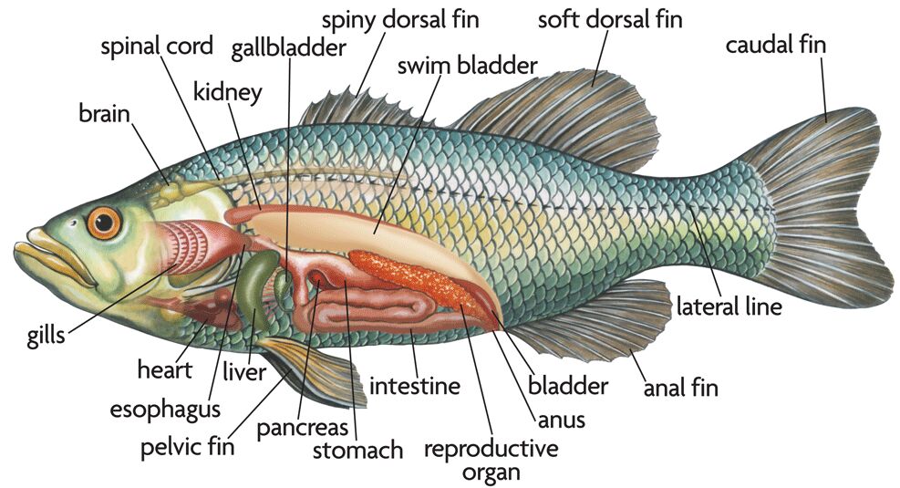 Detail Gambar Anatomi Ikan Bandeng Nomer 3