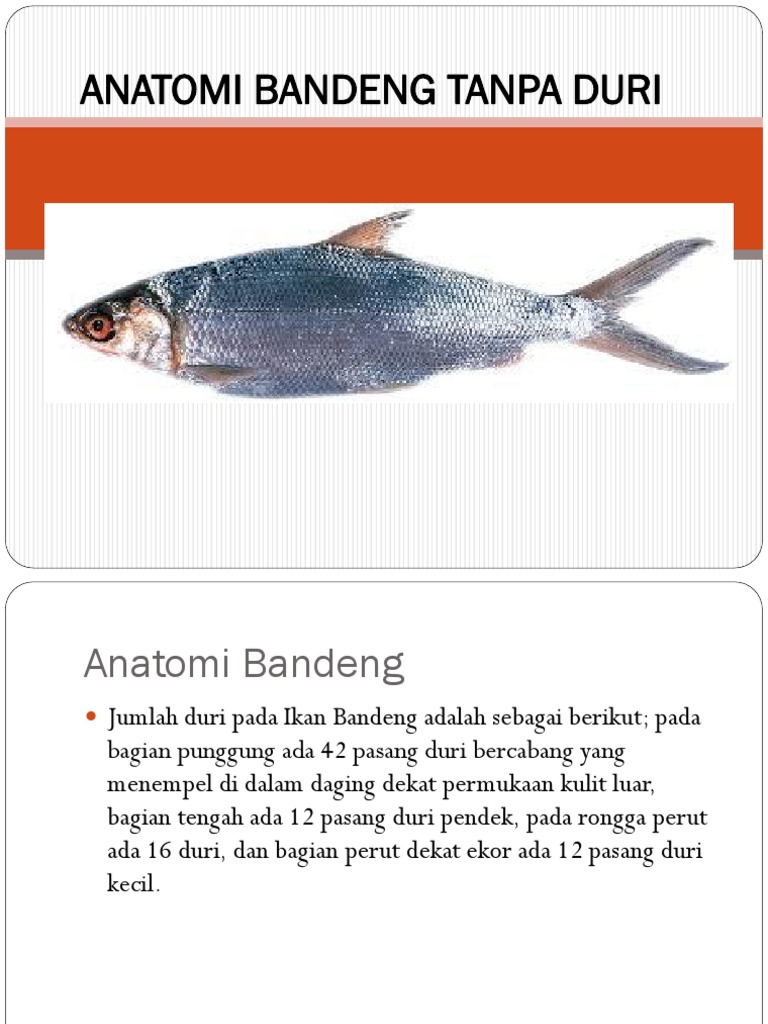 Detail Gambar Anatomi Ikan Bandeng Nomer 16