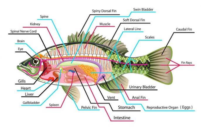 Detail Gambar Anatomi Ikan Bandeng Nomer 17