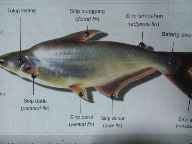 Detail Gambar Anatomi Ikan Bandeng Nomer 20