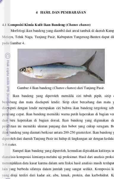 Detail Gambar Anatomi Ikan Bandeng Nomer 25
