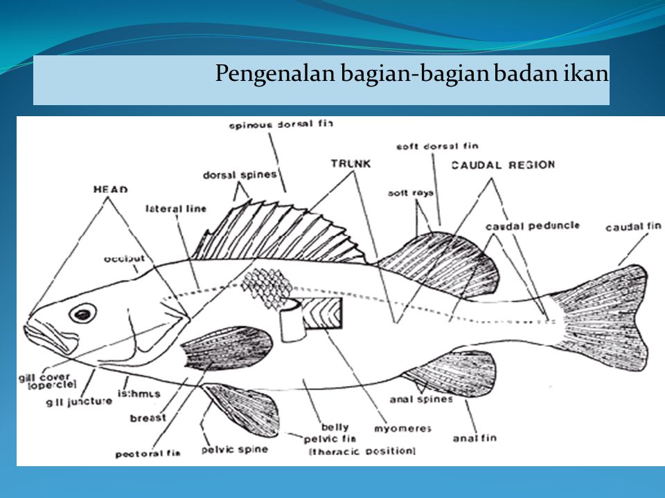Detail Gambar Anatomi Ikan Bandeng Nomer 29