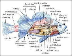Detail Gambar Anatomi Ikan Bandeng Nomer 30