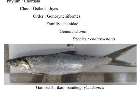 Detail Gambar Anatomi Ikan Bandeng Nomer 31