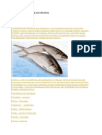 Detail Gambar Anatomi Ikan Bandeng Nomer 35