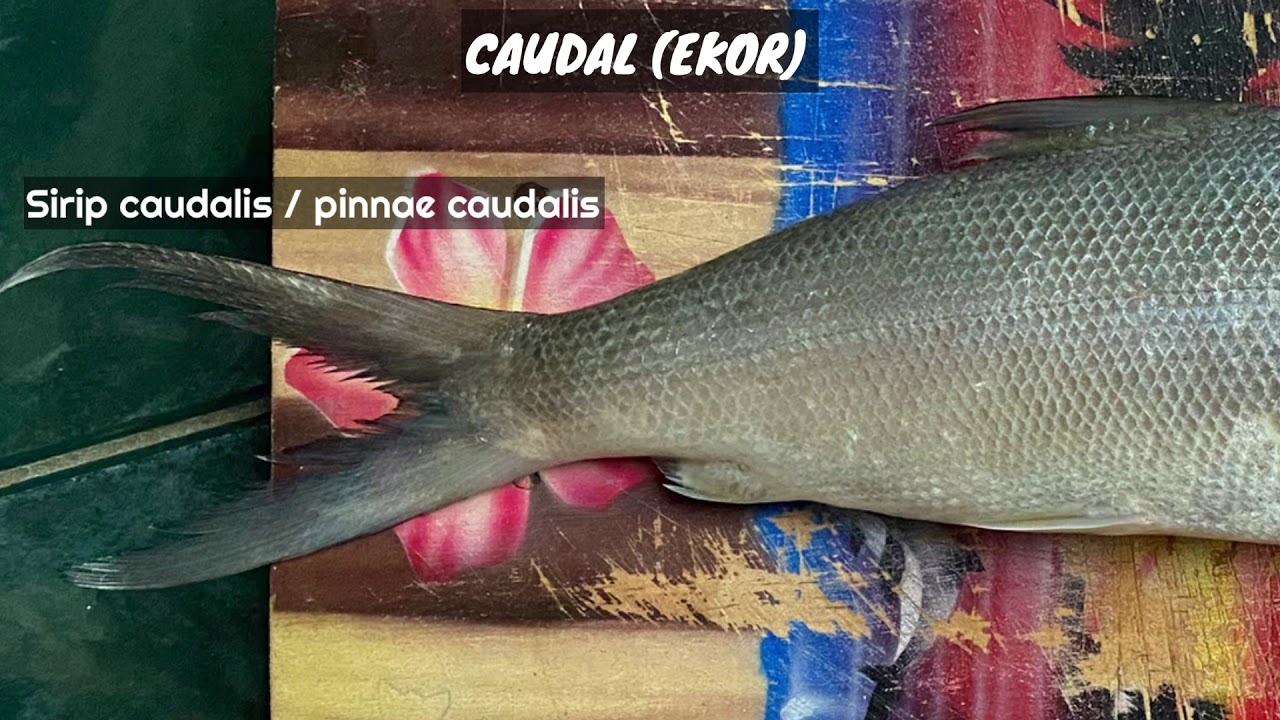 Detail Gambar Anatomi Ikan Bandeng Nomer 39