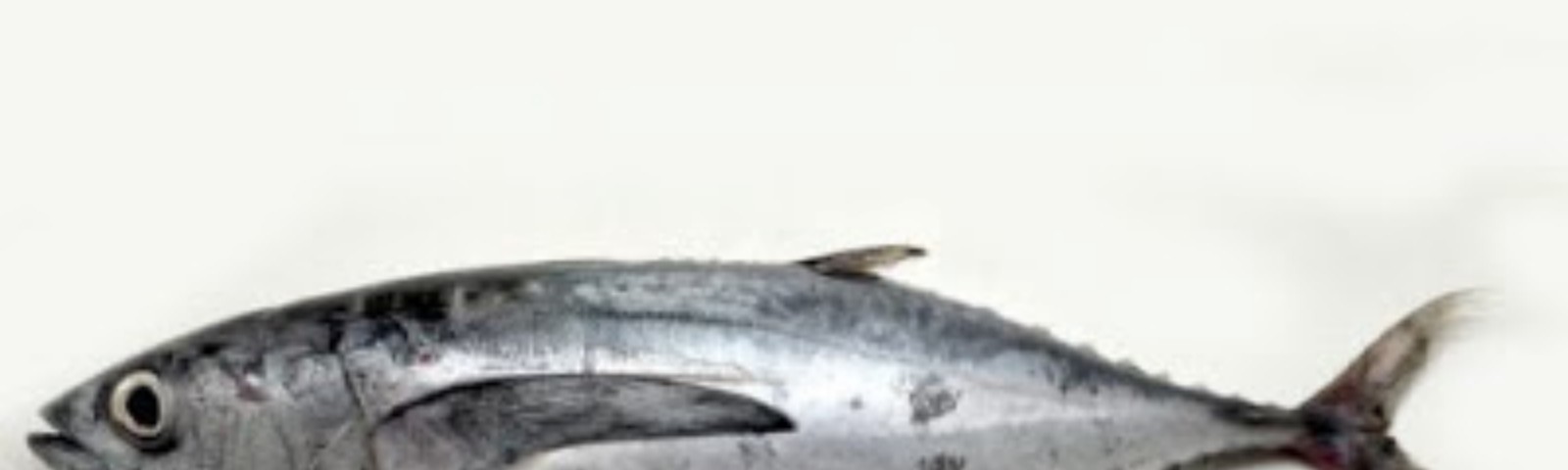 Detail Gambar Anatomi Ikan Bandeng Nomer 40