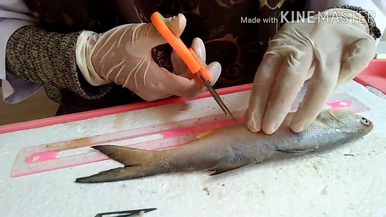 Detail Gambar Anatomi Ikan Bandeng Nomer 44