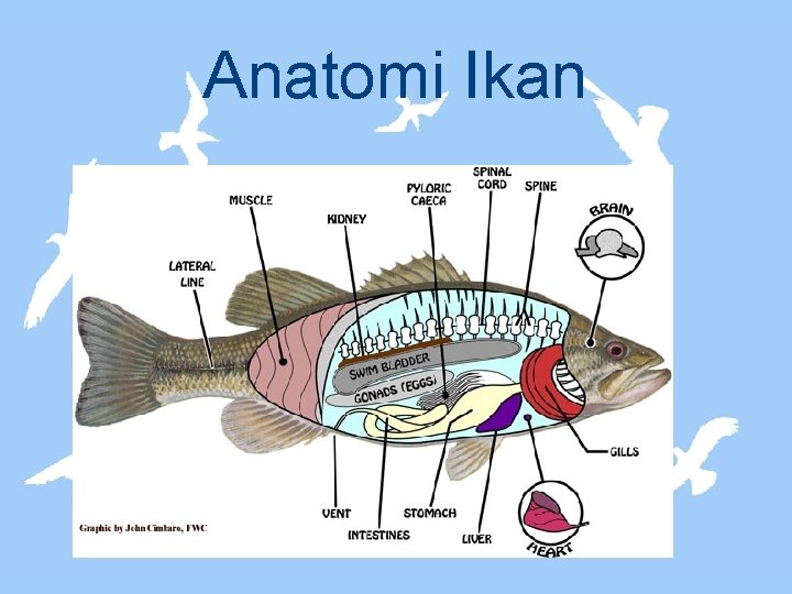 Detail Gambar Anatomi Ikan Bandeng Nomer 47