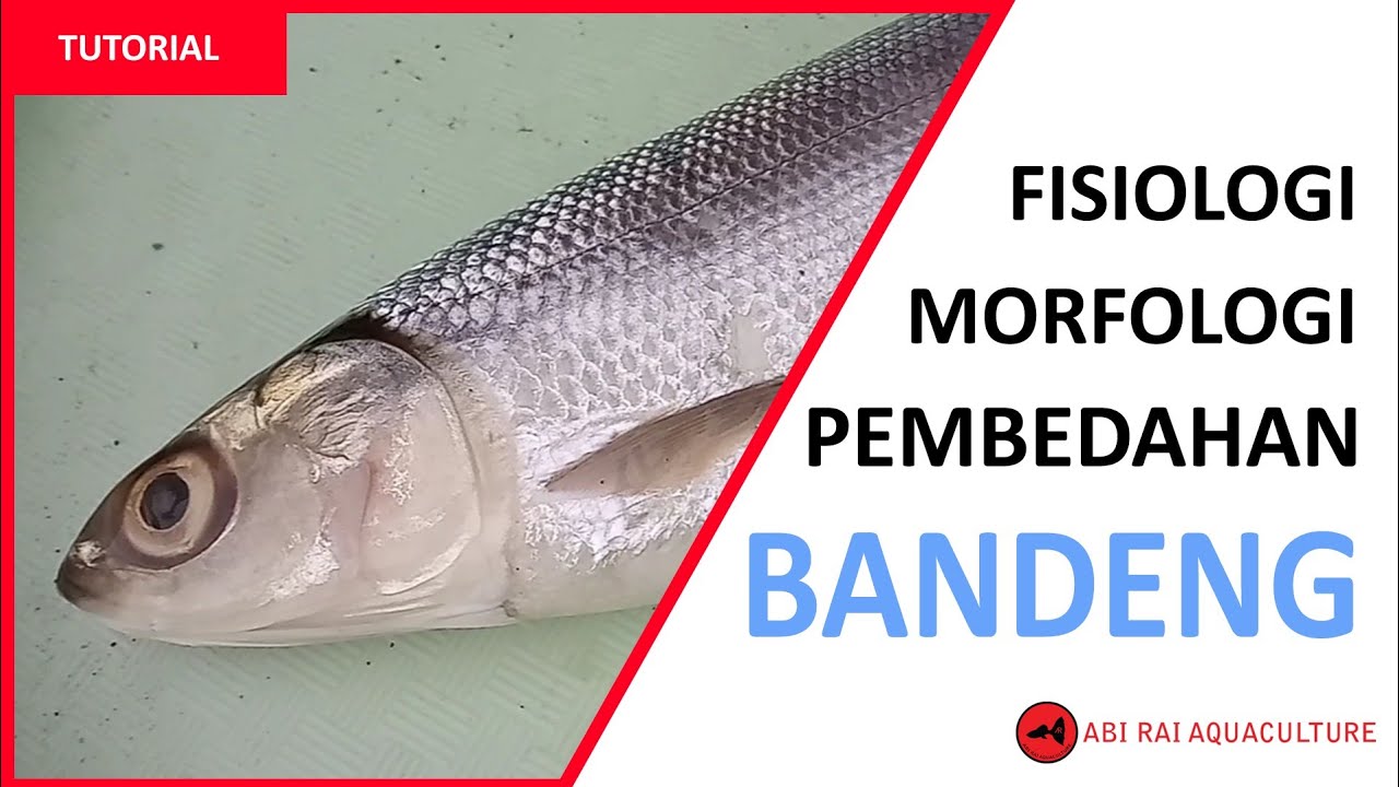 Detail Gambar Anatomi Ikan Bandeng Nomer 6