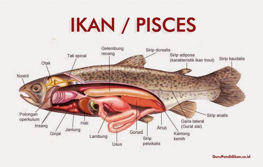 Detail Gambar Anatomi Ikan Bandeng Nomer 8