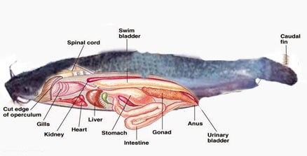 Gambar Anatomi Ikan Lele - KibrisPDR