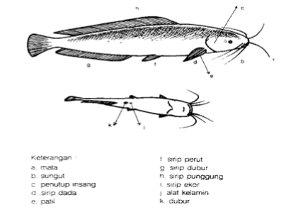 Detail Gambar Anatomi Ikan Lele Nomer 14