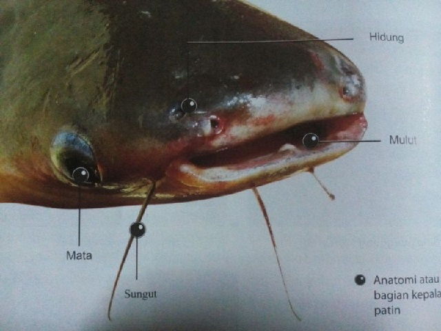 Detail Gambar Anatomi Ikan Lele Nomer 39