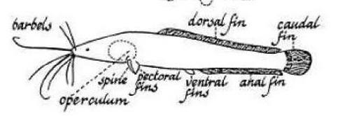 Detail Gambar Anatomi Ikan Lele Nomer 5