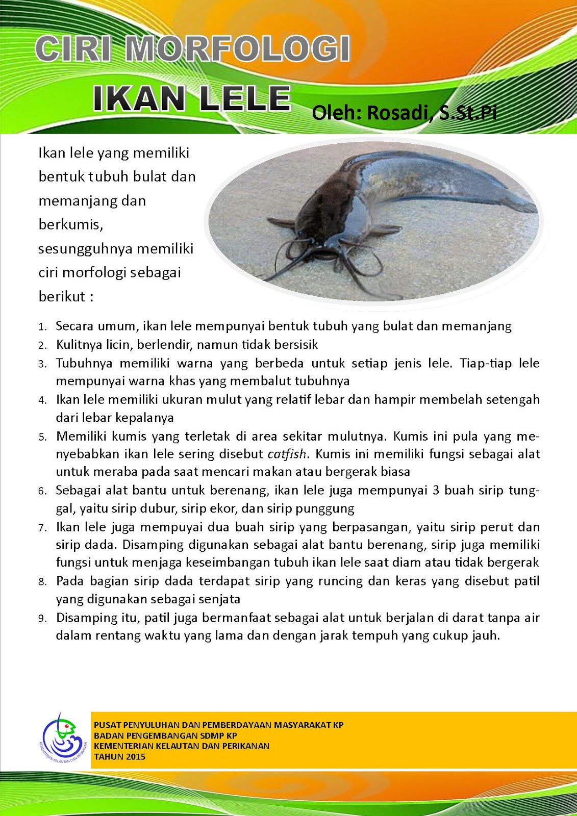 Detail Gambar Anatomi Ikan Lele Nomer 43