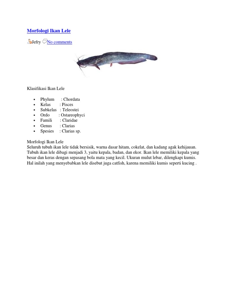 Detail Gambar Anatomi Ikan Lele Nomer 47