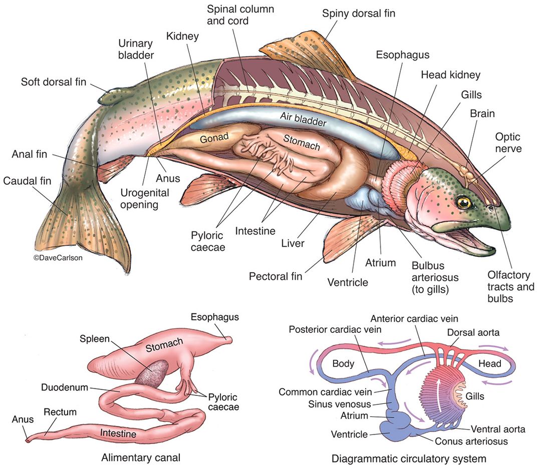 Detail Gambar Anatomi Ikan Lele Nomer 7