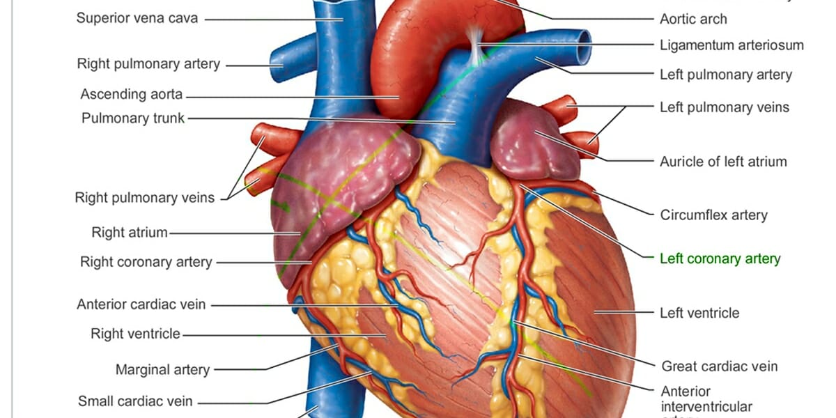 Detail Gambar Anatomi Jantung Nomer 13