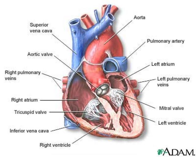 Detail Gambar Anatomi Jantung Nomer 14