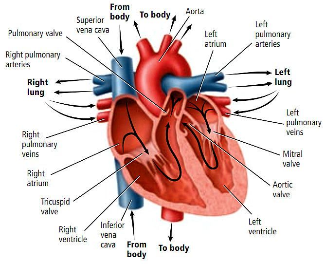 Detail Gambar Anatomi Jantung Nomer 3