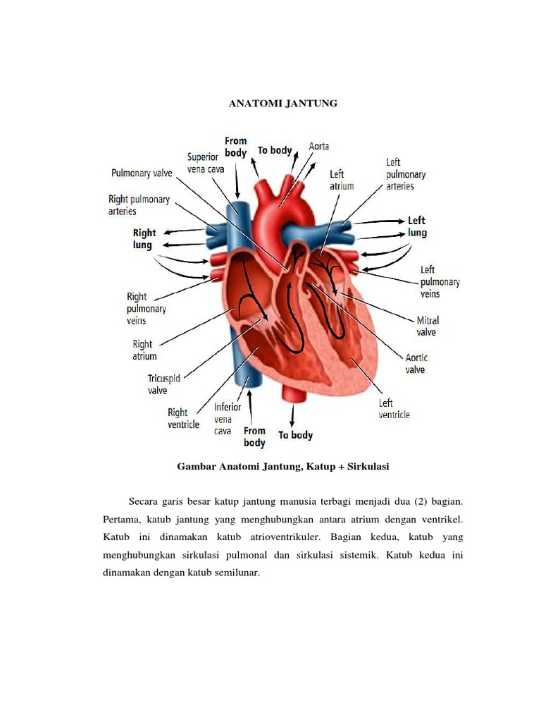 Detail Gambar Anatomi Jantung Nomer 25