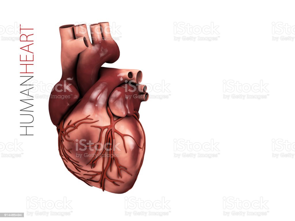 Detail Gambar Anatomi Jantung Nomer 34