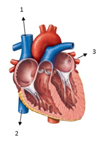 Detail Gambar Anatomi Jantung Nomer 37