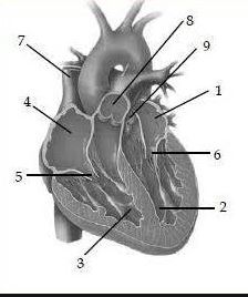Detail Gambar Anatomi Jantung Nomer 38