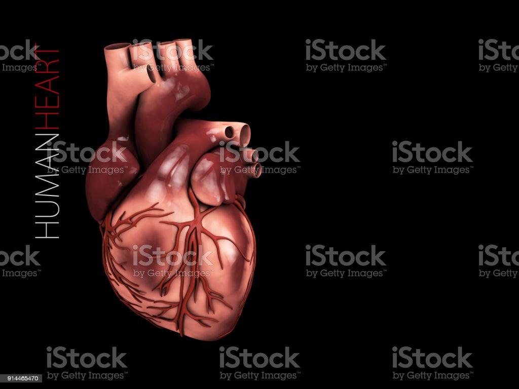 Detail Gambar Anatomi Jantung Nomer 42